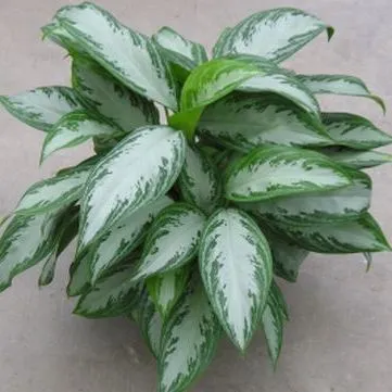 thumbnail for publication: New Florida Foliage Plant Cultivar: Aglaonema 'Leprechaun'